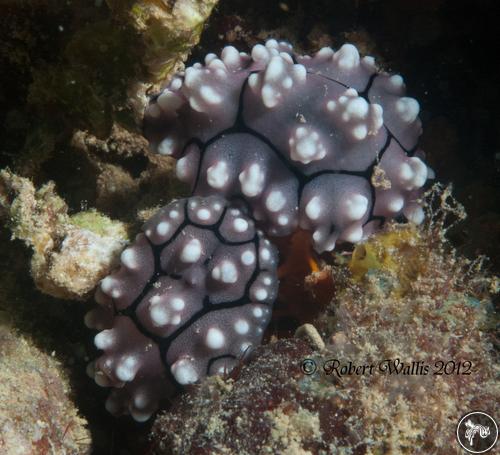 Phyllidiella cooraburrama from Micronesia