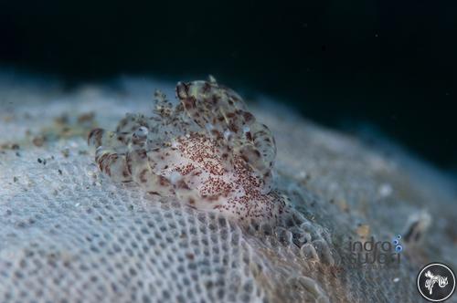 Okenia plana from Indonesia