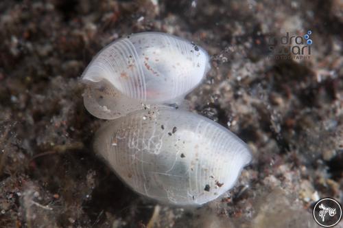 Atys multistriatus from Bali, Indonesia