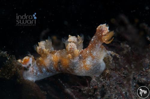 Bornella calcarata from Bali, Indonesia