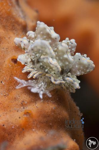 Cyerce bourbonica from Bali, Indonesia