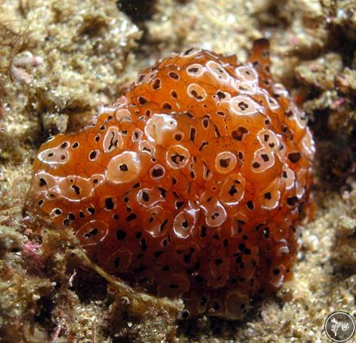 Mystaconcha wilsoni from Nelson Bay, Australia