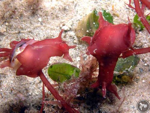 Aplysia juliana from Nelson Bay, Australia