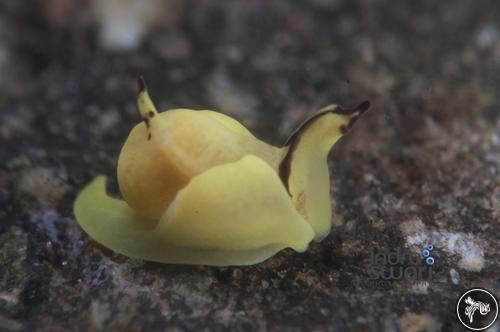 Siphopteron flavum from Bali, Indonesia