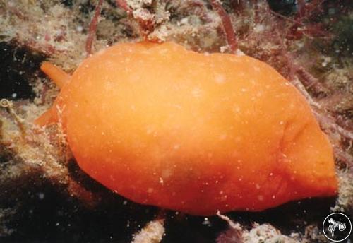 Berthellina citrina from Nelson Bay, Australia