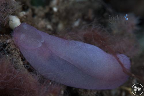 Phanerophthalmus albocollaris from Bali, Indonesia