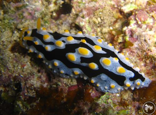 Phyllidia exquisita from Romblon, Philippines