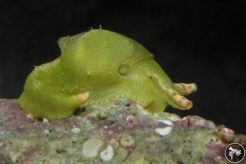 Oxynoe antillarum from Venezuela, Venezuela