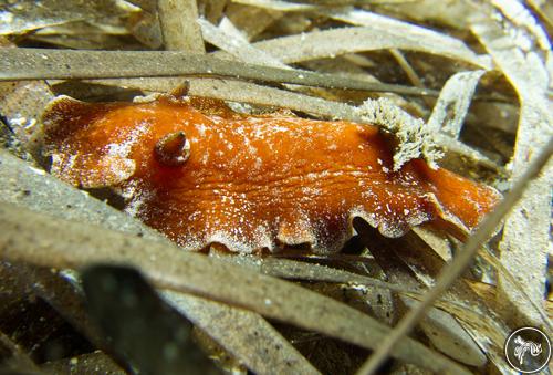 Platydoris argo from Cyprus