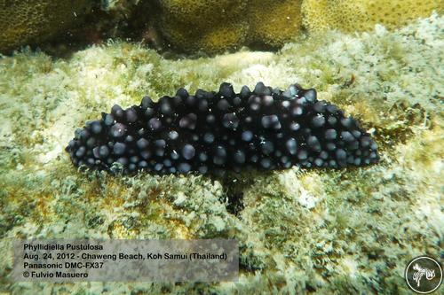 Phyllidiella pustulosa from Thailand