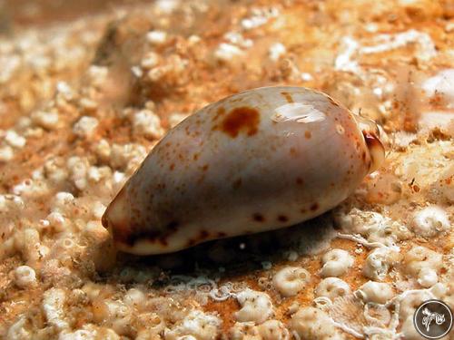 Cypraea gracilis from Nelson Bay, Australia