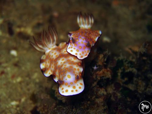 Hypselodoris pulchella from Indonesia