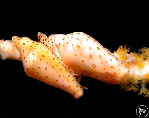 Cuspivolva draperi from Nelson Bay, Australia