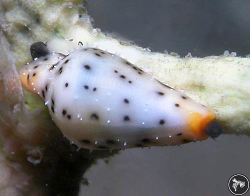 Cuspivolva howlandae from Nelson Bay, Australia