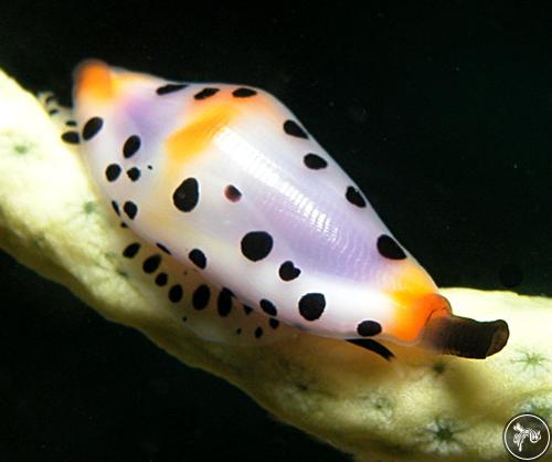 Cuspivolva platysia from Nelson Bay, Australia