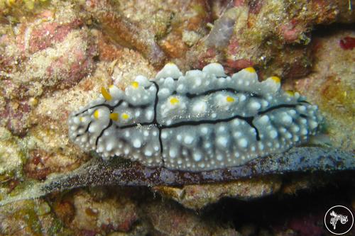 Phyllidia elegans from Romblon, Philippines