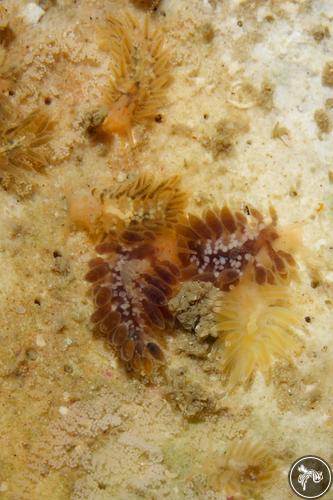 Calma glaucoides from Arrábida Natural Park, Portugal