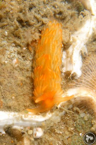 Aeolidiella sanguinea from Tróia, Portugal