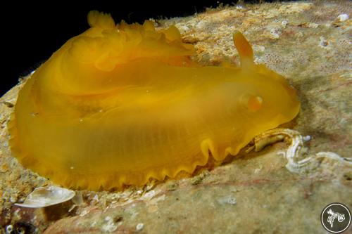 Dendrodoris herytra from Arrábida Natural Park, Portugal