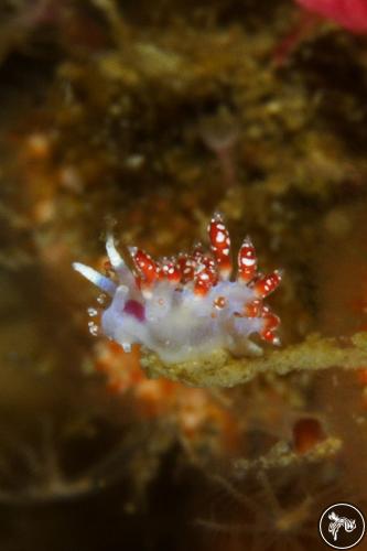 Piseinotecus gaditanus from Sesimbra, Portugal