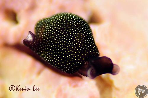 Colpodaspis sp. from Watamu, Kenya