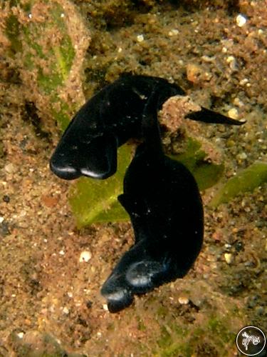 Chelidonura sandrana from Indonesia