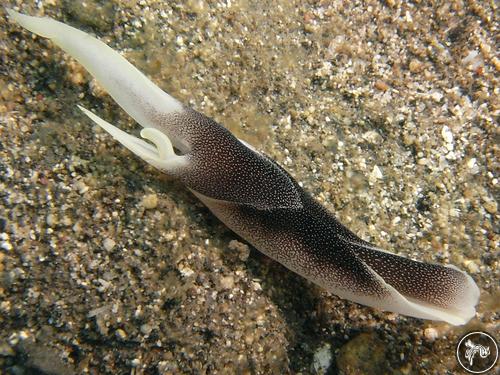 Chelidonura amoena from Indonesia