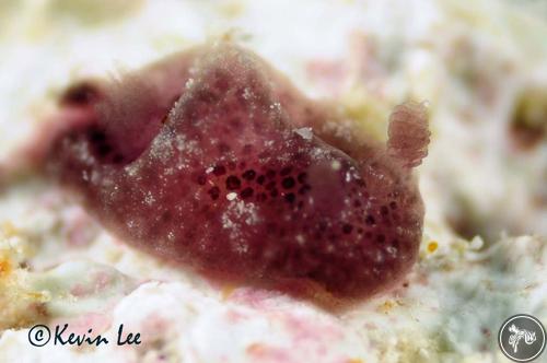 Hallaxa hileenae from Watamu, Kenya