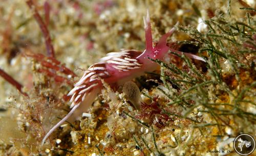 Facelinopsis marioni from Spain