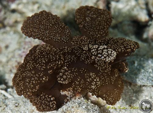 Melibe coralophilia from Anilao, Philippines