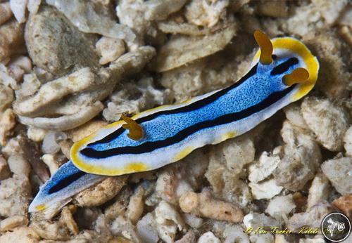 Chromodoris annae from Philippines