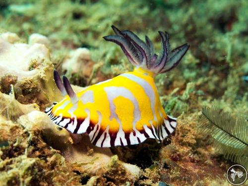 Goniobranchus roboi from Australia