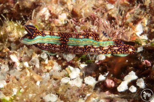 Hypselodoris agassizii from Panama