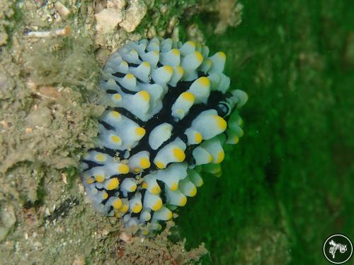 Phyllidia picta from Malaysia