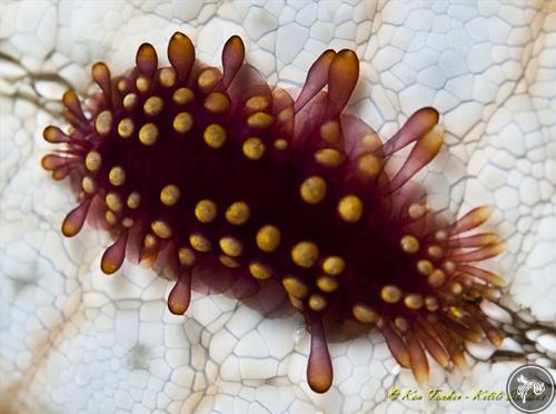 Asterophilia carlae from Bunaken, Indonesia