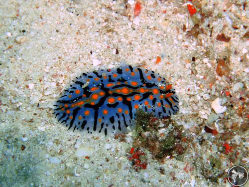 Phyllidia marindica from Thailand