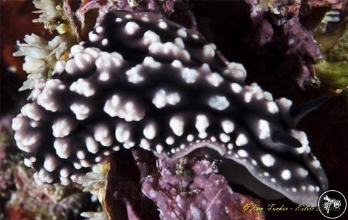 Phyllidiopsis krempfi from Indonesia