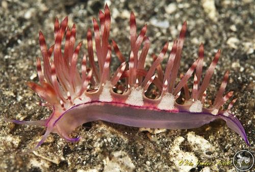 Coryphellina rubrolineata from Indonesia