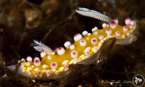 Cadlinella subornatissima from Apo Island, Philippines