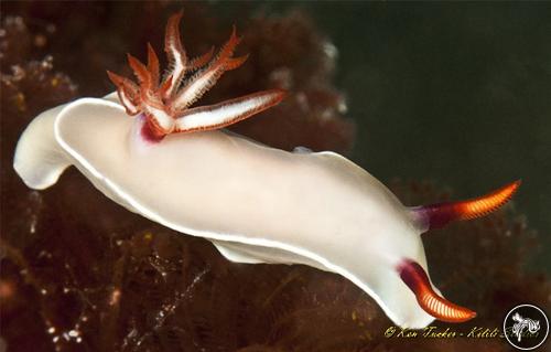 Hypselodoris bullockii from Philippines