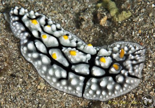 Phyllidia elegans from Philippines