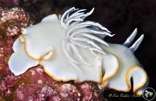 Ardeadoris egretta from Philippines