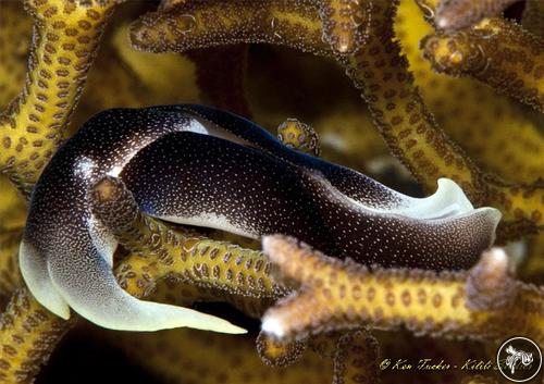 Chelidonura amoena from Philippines