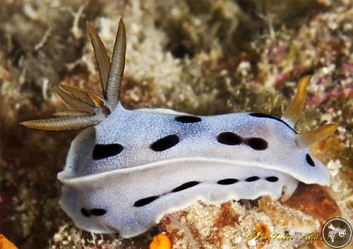 Chromodoris dianae from Philippines