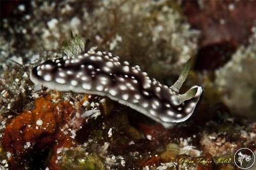 Goniobranchus geometricus from Philippines