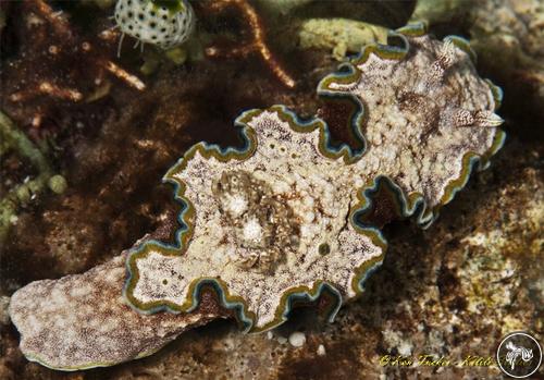 Glossodoris cincta from Philippines