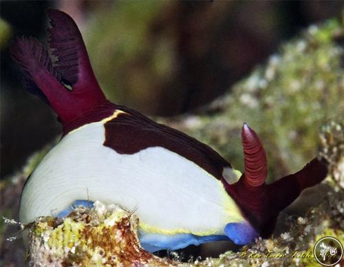 Nembrotha purpureolineata from Philippines