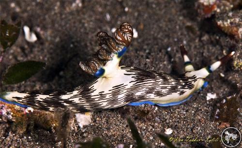 Nembrotha lineolata from Philippines