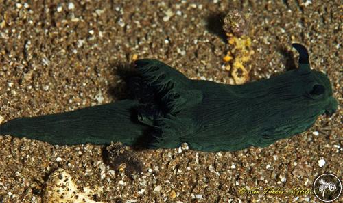 Nembrotha milleri from Philippines