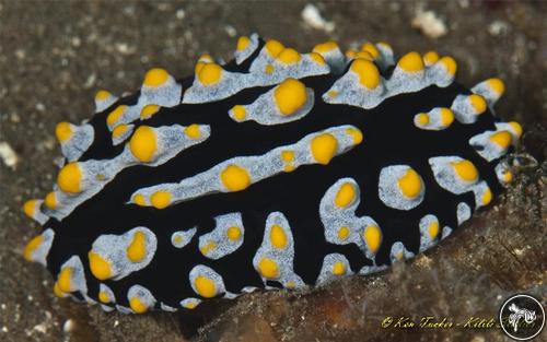 Phyllidia varicosa from Philippines